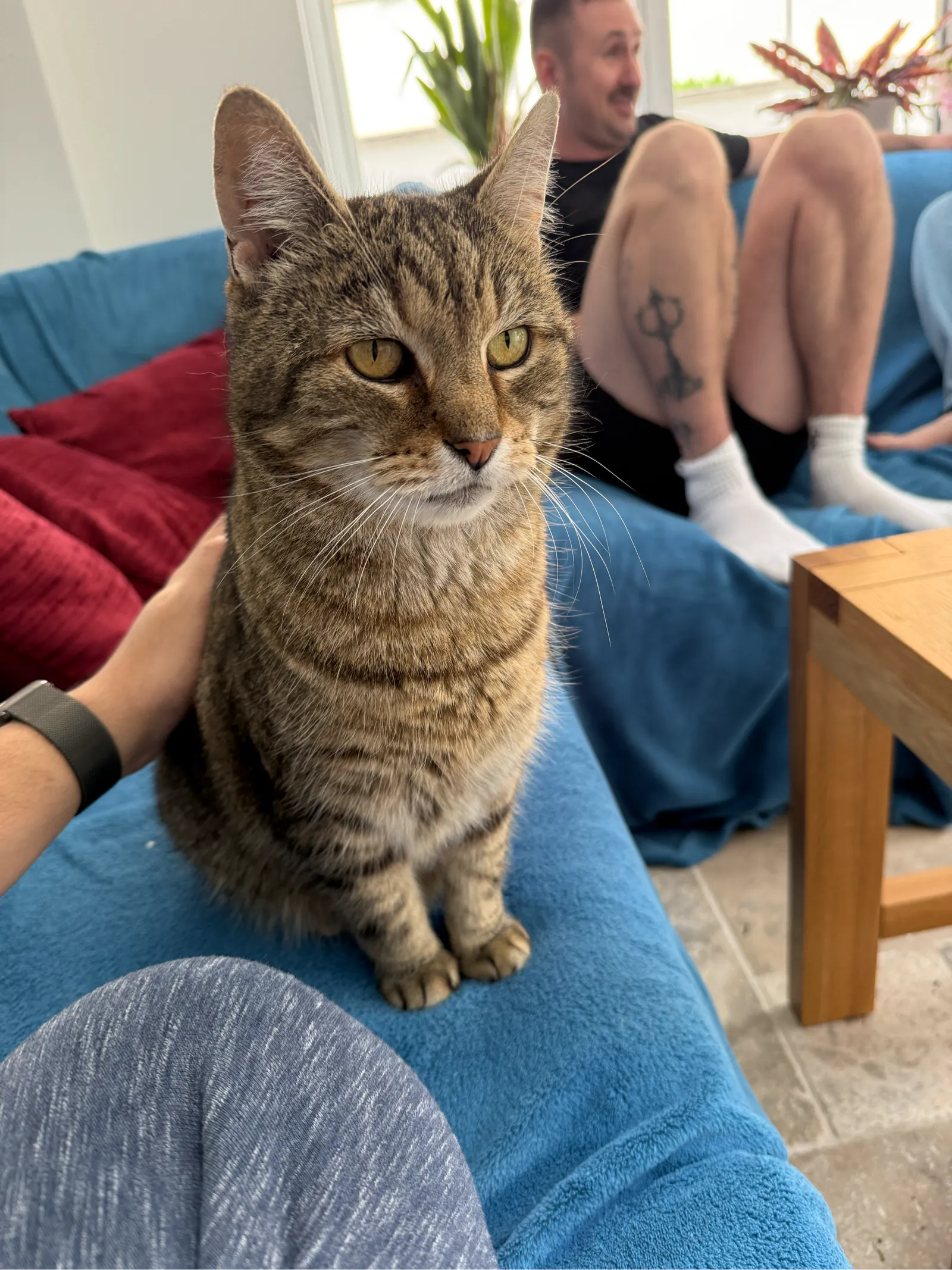 Tabby Cat (staging test)